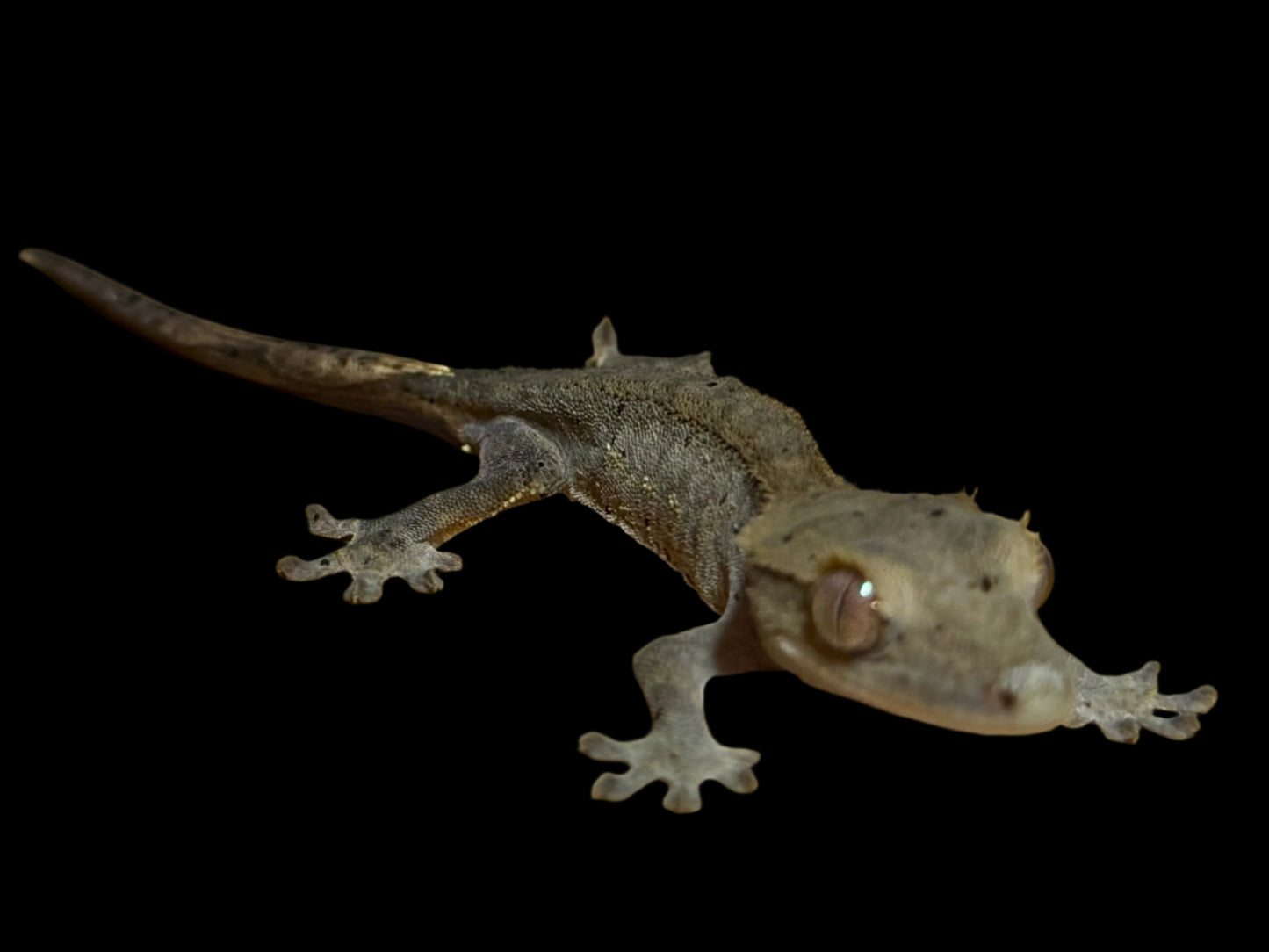 Charcoal Dal Crested Gecko Female