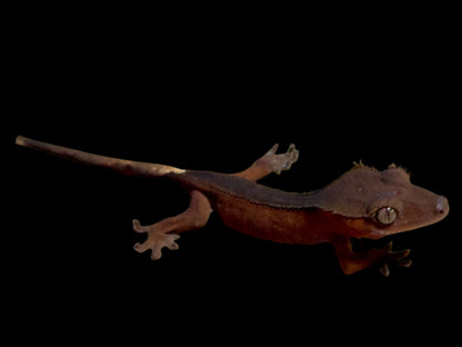 Dark Back Red Crested Gecko Female