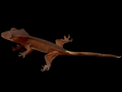 Dark Back Red Crested Gecko Female