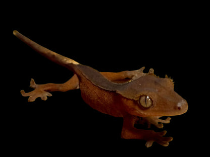 Dark Back Red Crested Gecko Female