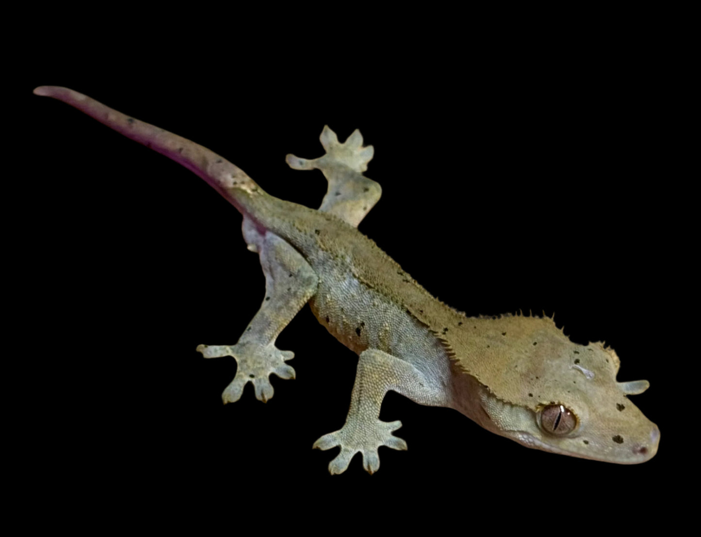 Olive Charcoal Dal Crested Gecko Male