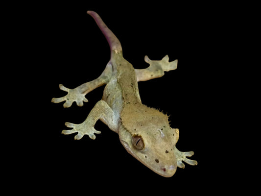 Olive Charcoal Dal Crested Gecko Male