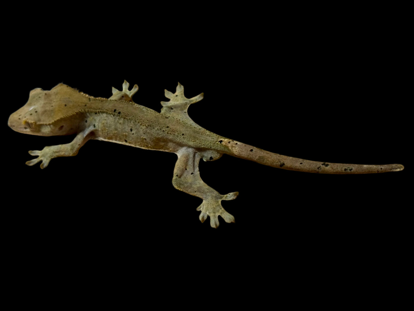 Olive Charcoal Dal Crested Gecko Male