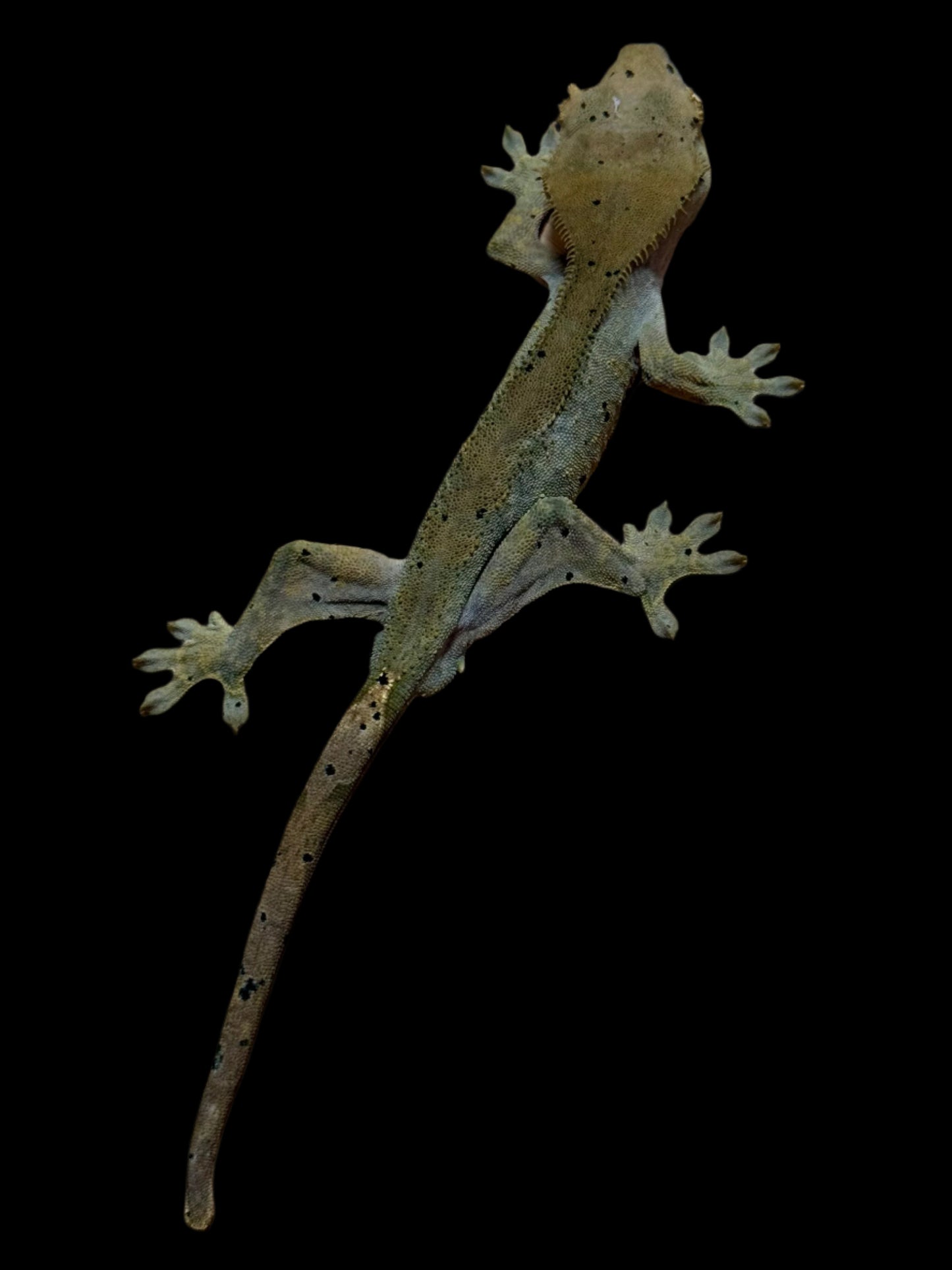 Olive Charcoal Dal Crested Gecko Male