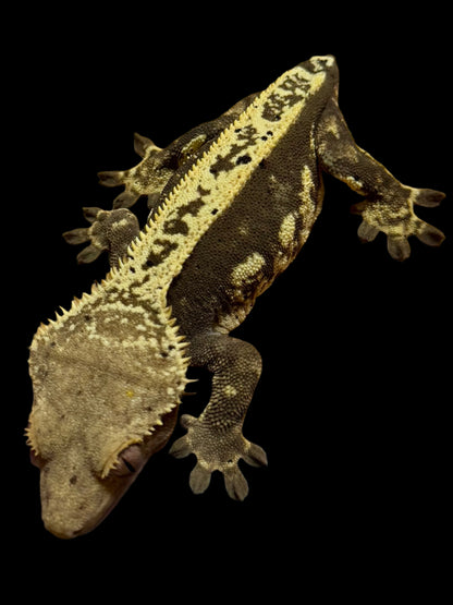 Cream Pinstripe Dal Crested Gecko Female