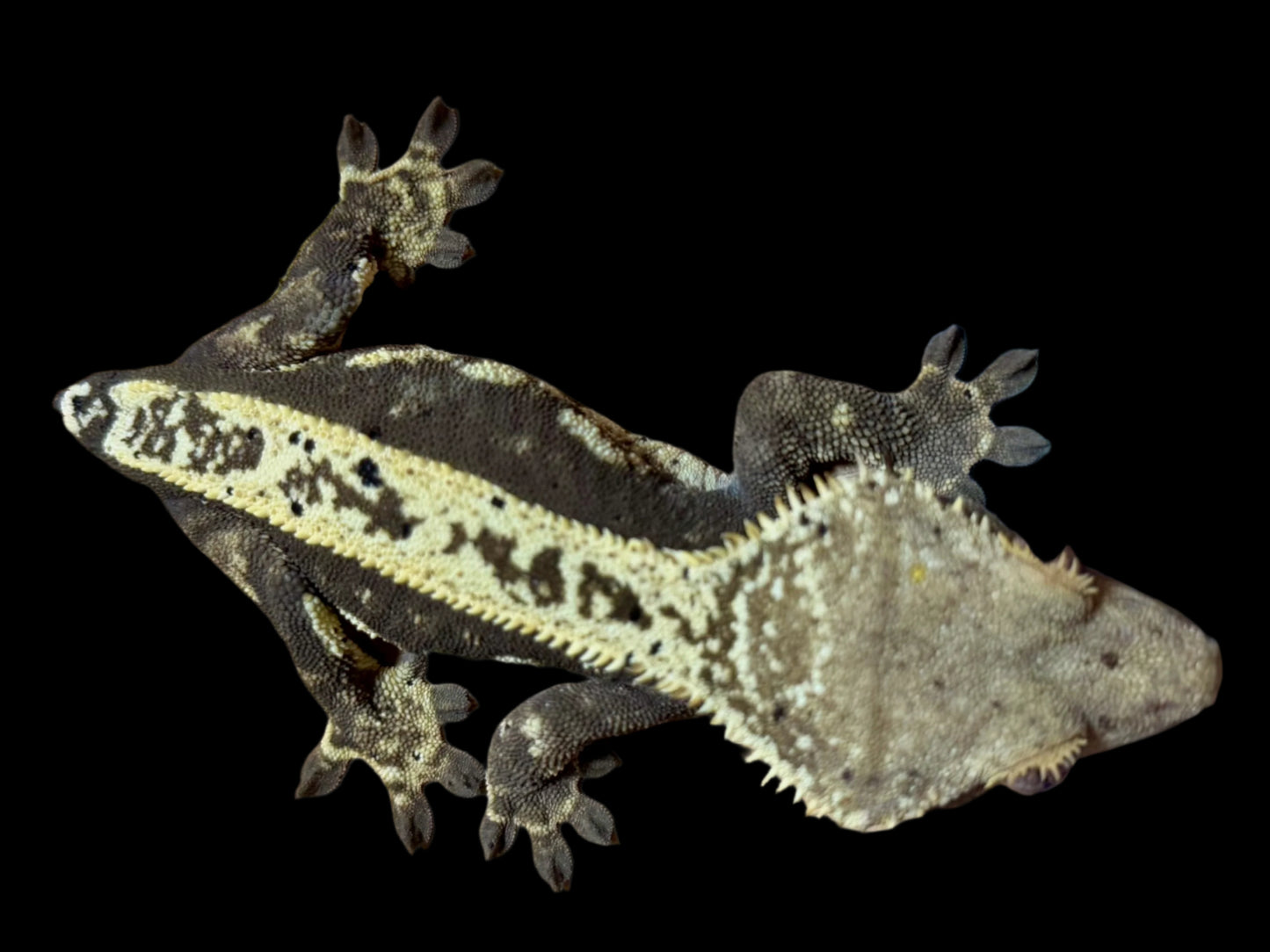 Cream Pinstripe Dal Crested Gecko Female