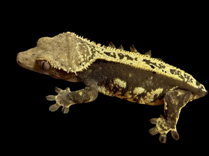 Cream Pinstripe Dal Crested Gecko Female