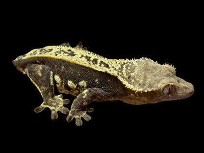 Cream Pinstripe Dal Crested Gecko Female