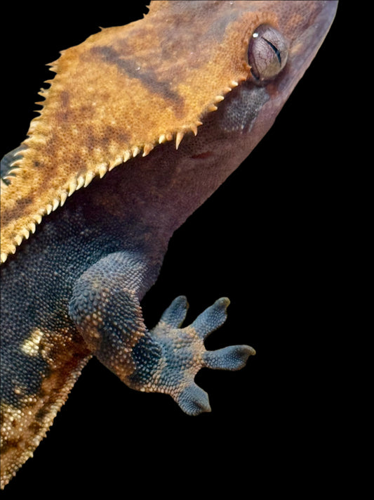 Pinstripe Crested Gecko Male