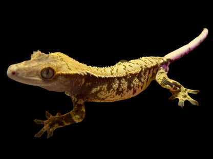 Extreme Harlequin Crested Gecko Male