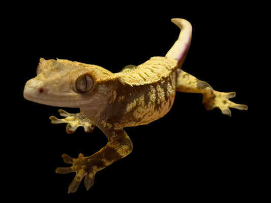 Extreme Harlequin Crested Gecko Male