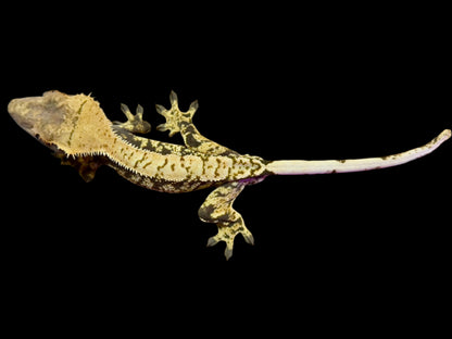 Extreme Harlequin Crested Gecko Male