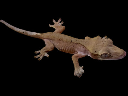 Mardi Gras Crested Gecko Female