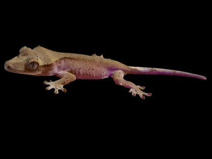 Mardi Gras Crested Gecko Female