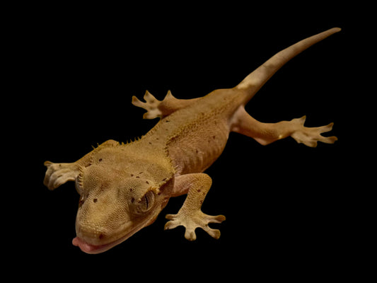 Mardi Gras Crested Gecko Female