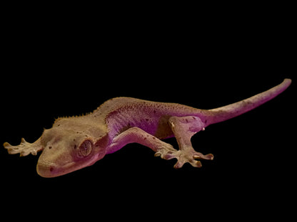 Mardi Gras Crested Gecko Female