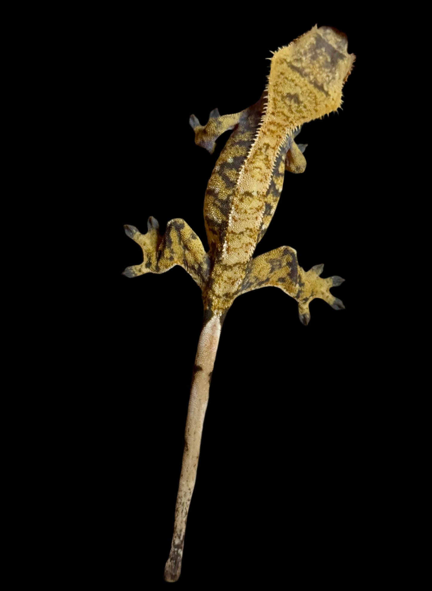 Extreme Harlequin Crested Gecko Female