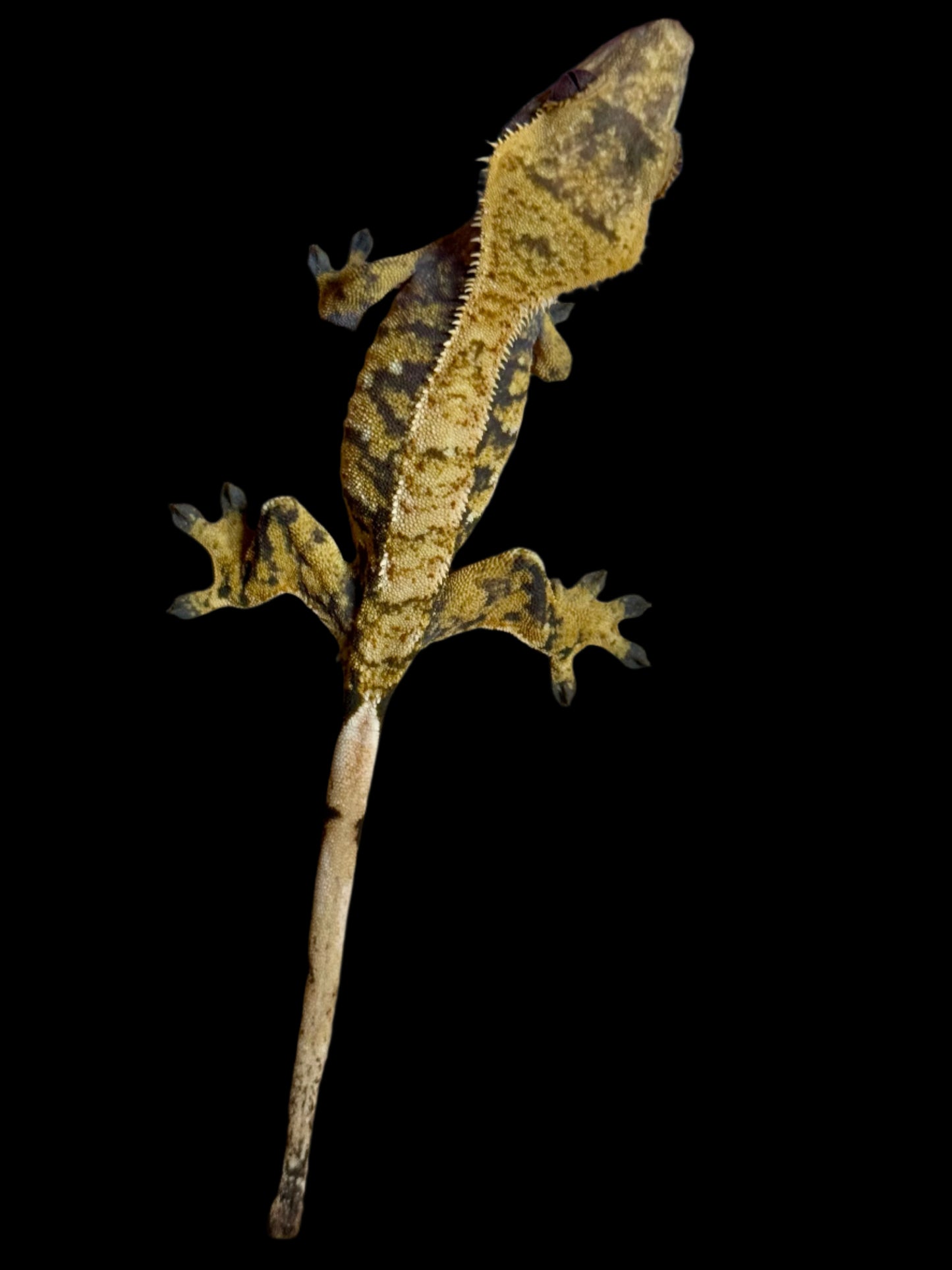 Extreme Harlequin Crested Gecko Female