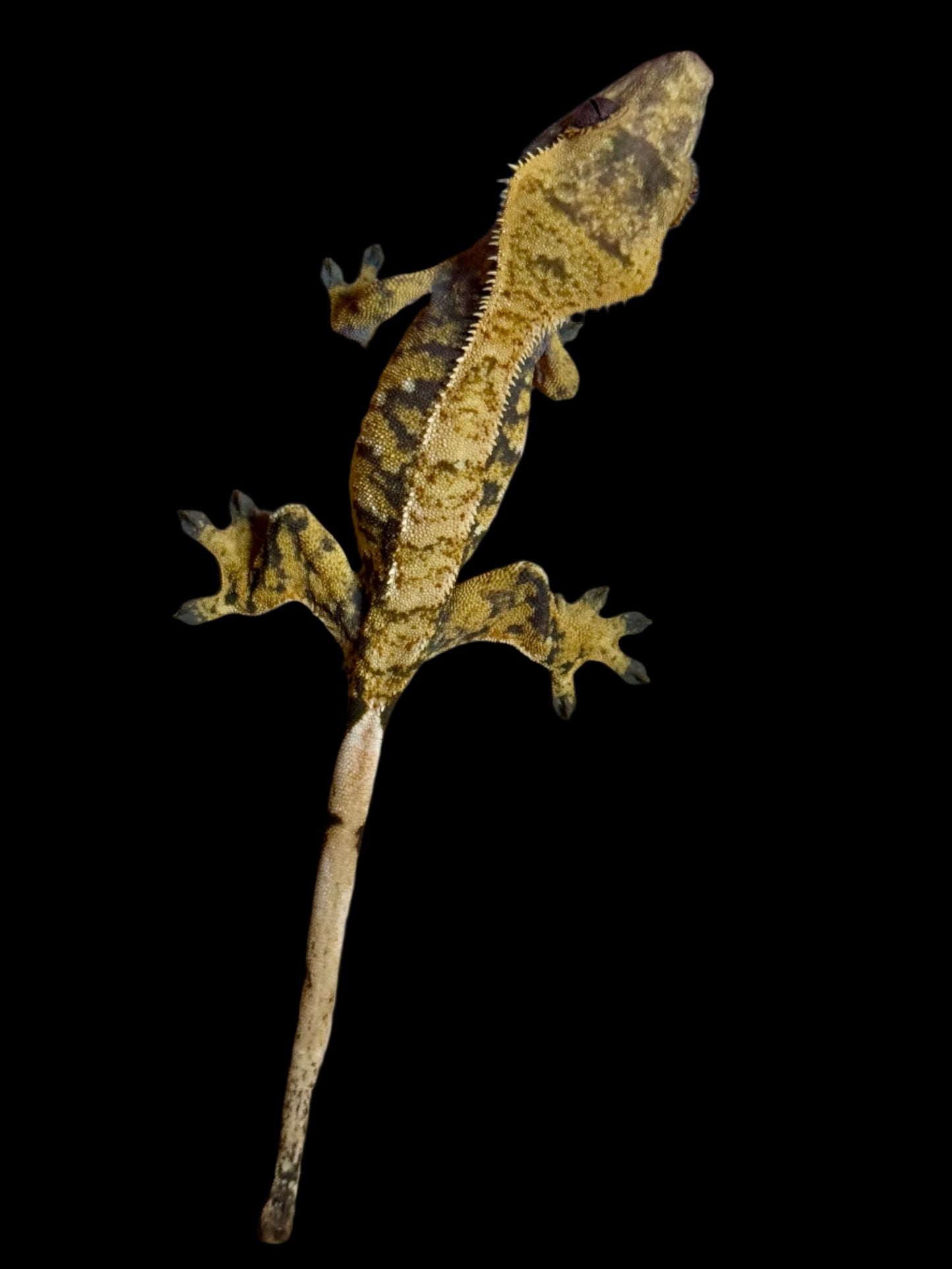 Extreme Harlequin Crested Gecko Female