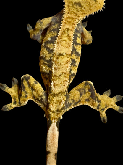 Extreme Harlequin Crested Gecko Female