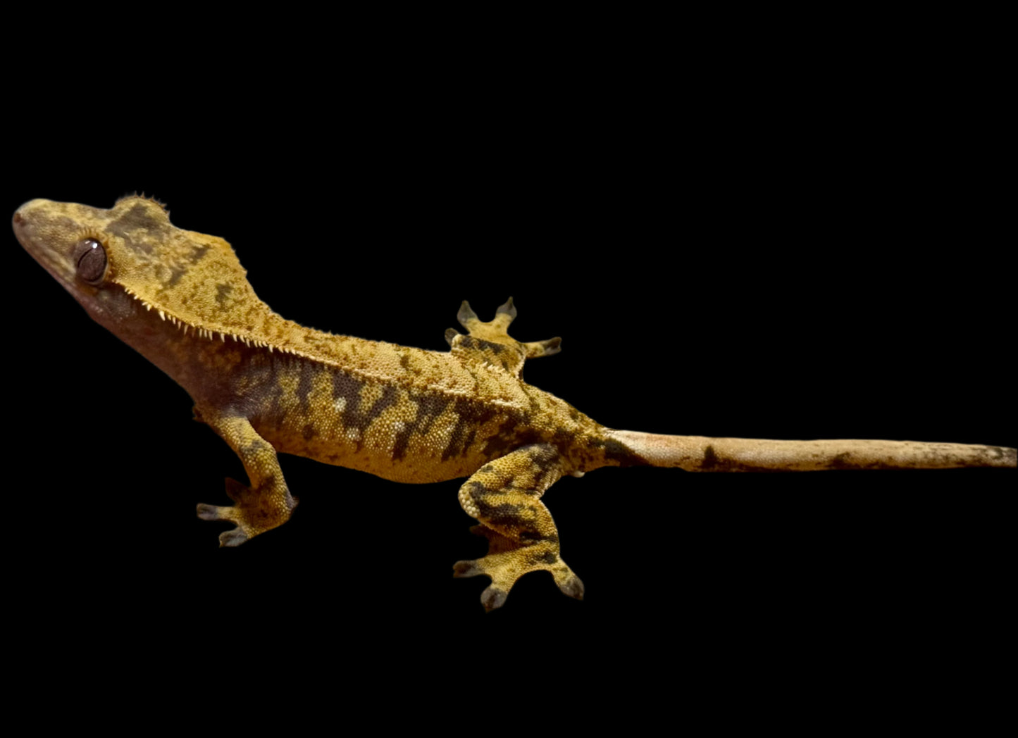 Extreme Harlequin Crested Gecko Female