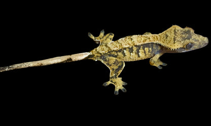 Extreme Harlequin Crested Gecko Female