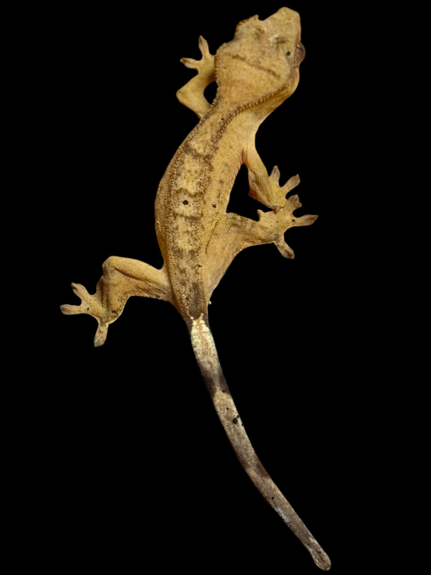 Yellow Brindle Crested Gecko Male