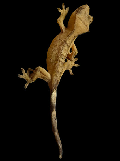 Yellow Brindle Crested Gecko Male