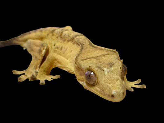 Yellow Brindle Crested Gecko Male