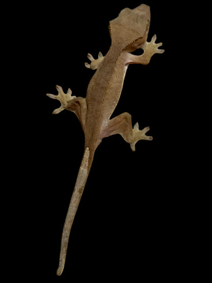 Red Crested Gecko Male