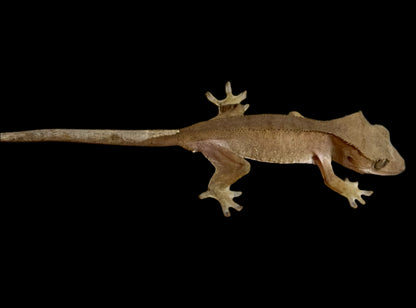 Red Crested Gecko Male