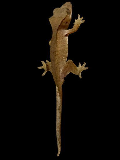 Red Crested Gecko Male