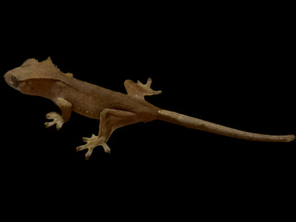 Red Crested Gecko Male