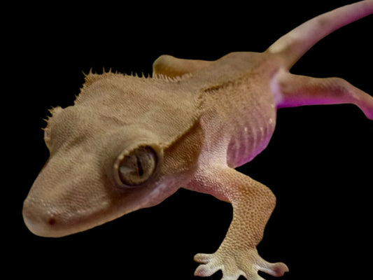 Red Crested Gecko Male