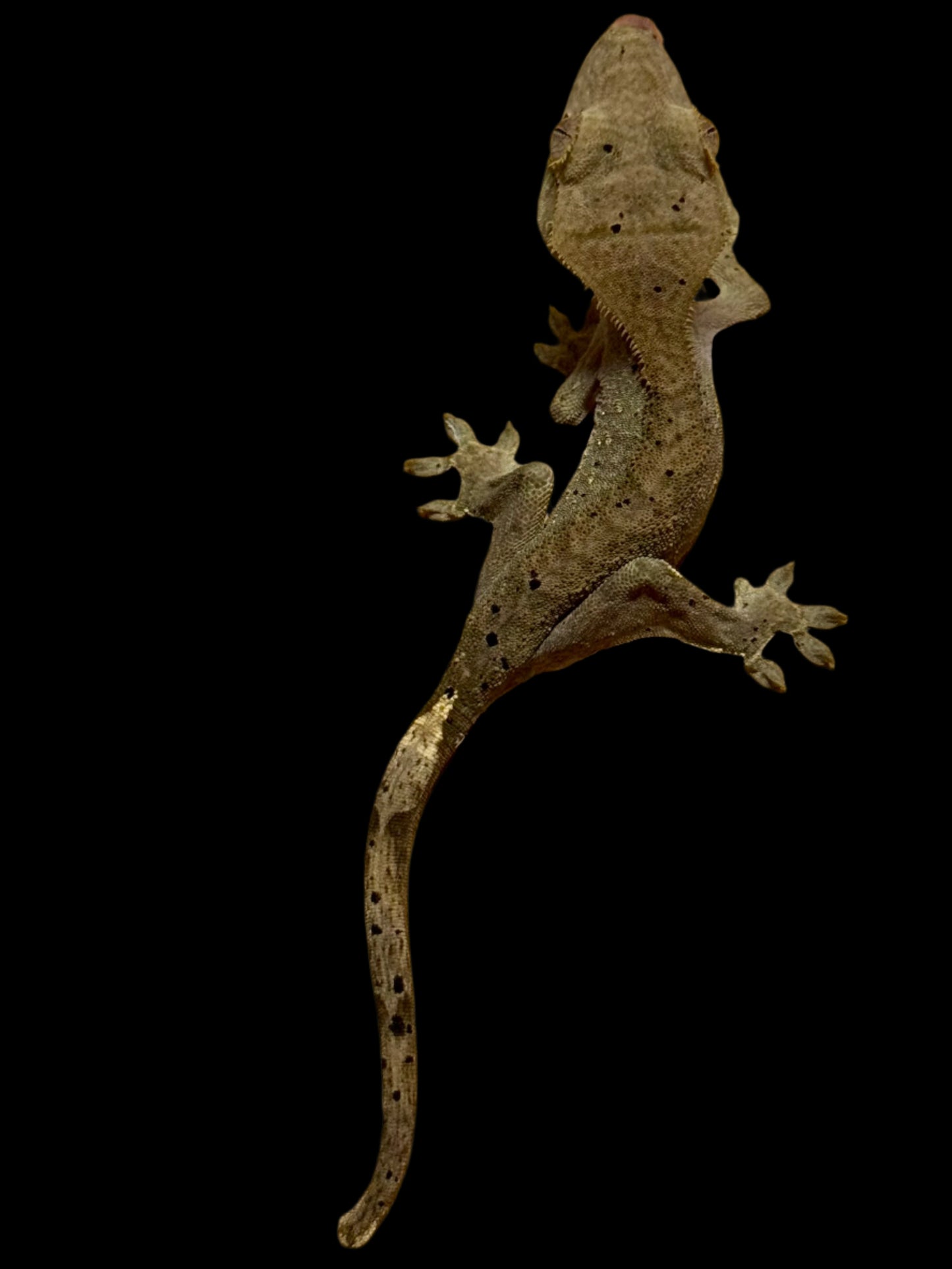 Charcoal Dal Crested Gecko Female