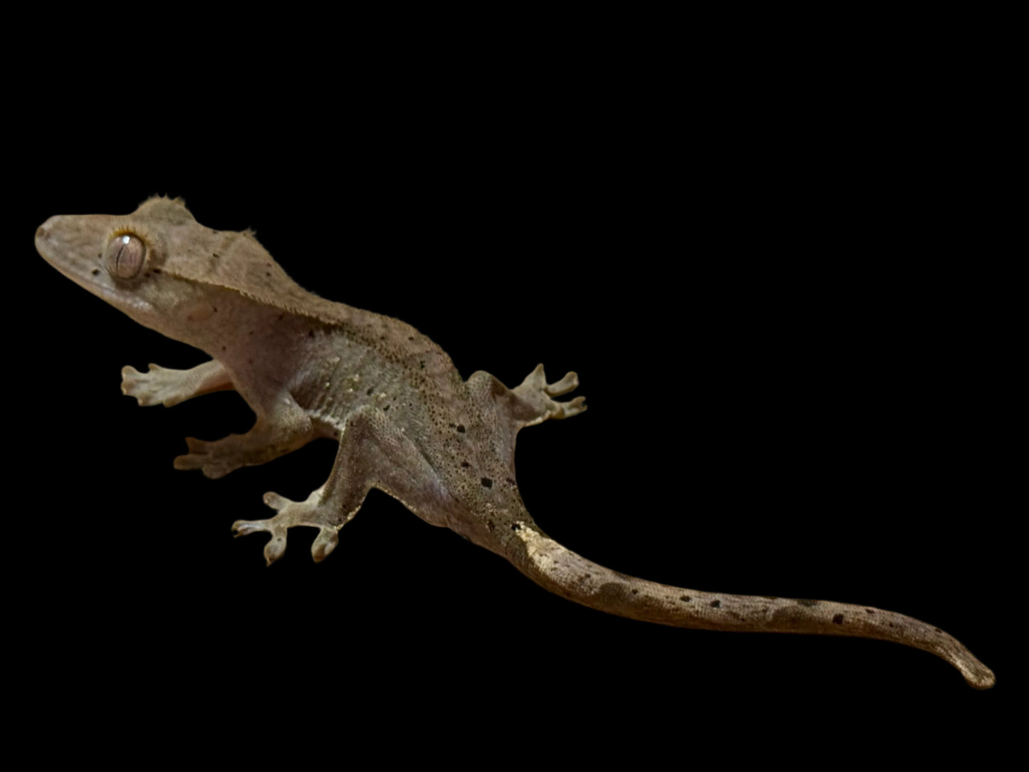 Charcoal Dal Crested Gecko Female