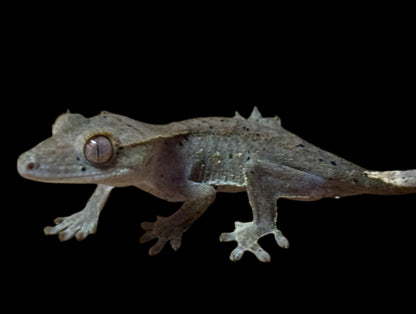 Charcoal Dal Crested Gecko Female