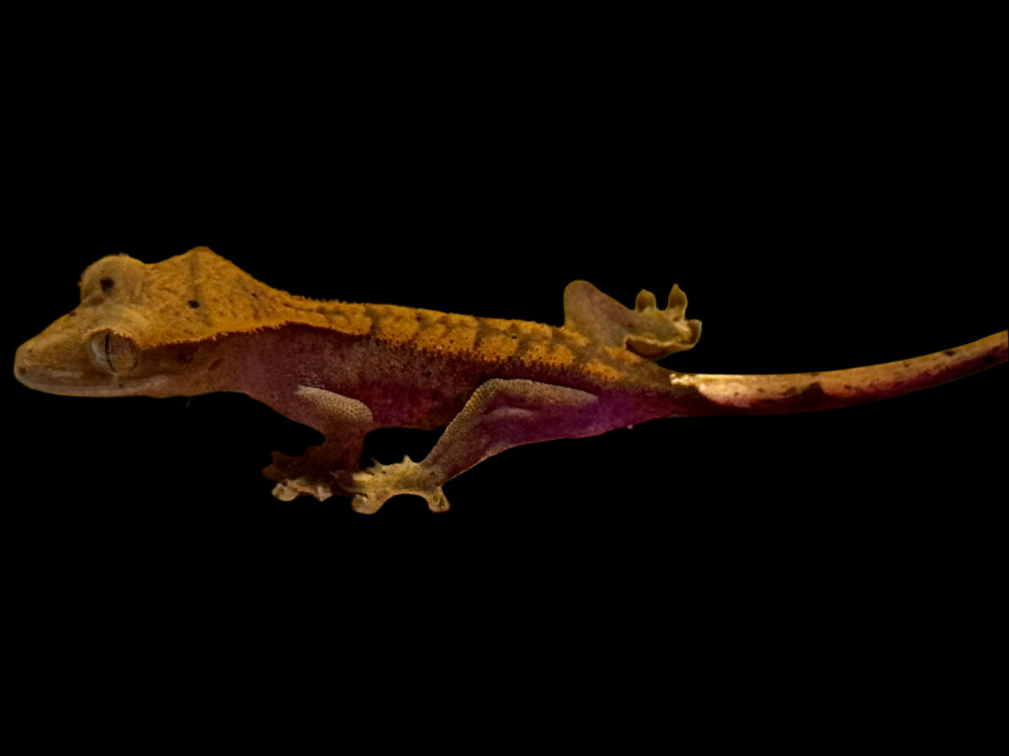 Halloween Dal Crested Gecko Female