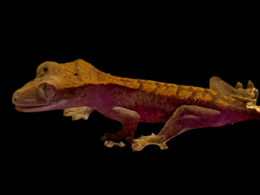 Halloween Dal Crested Gecko Female