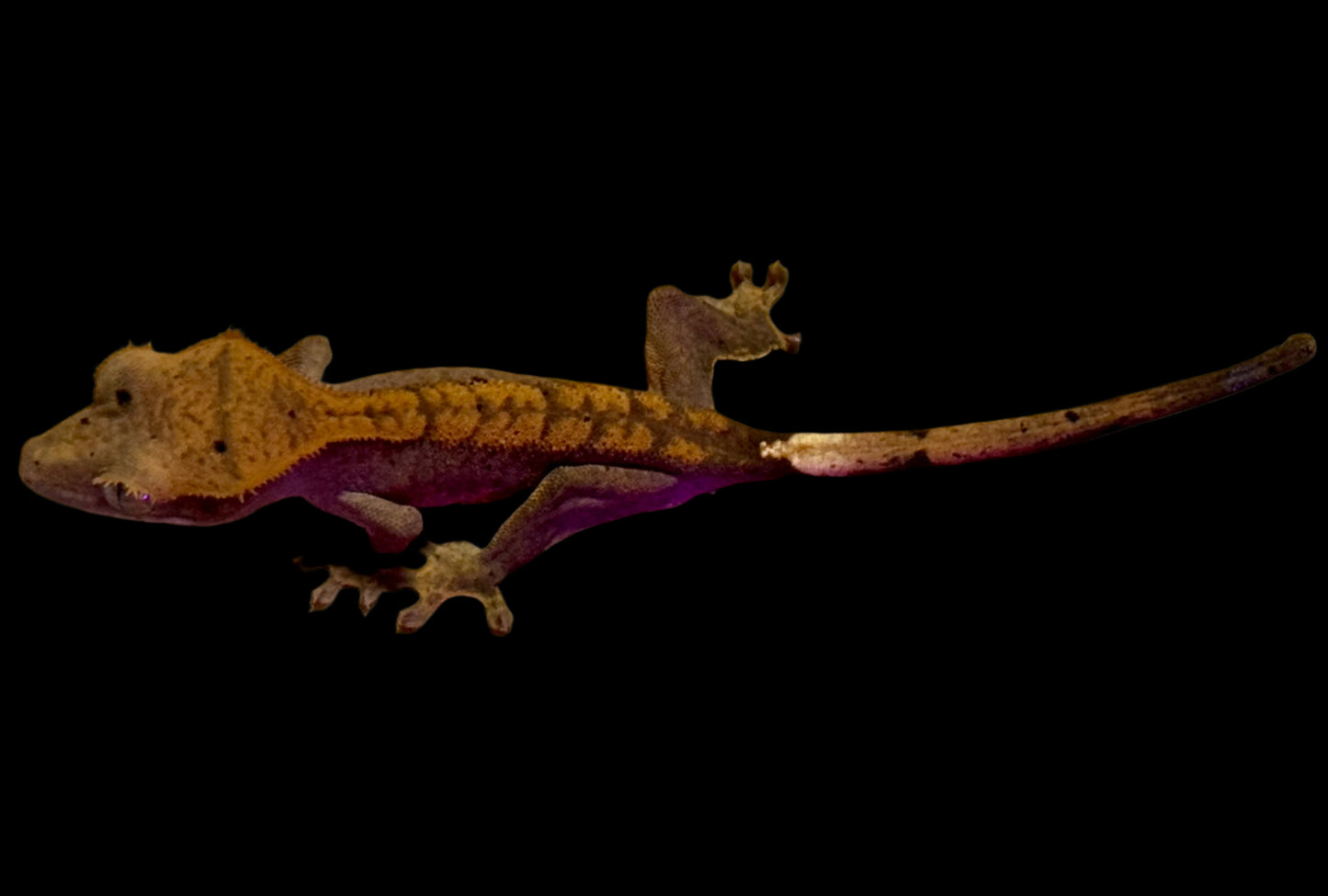 Halloween Dal Crested Gecko Female