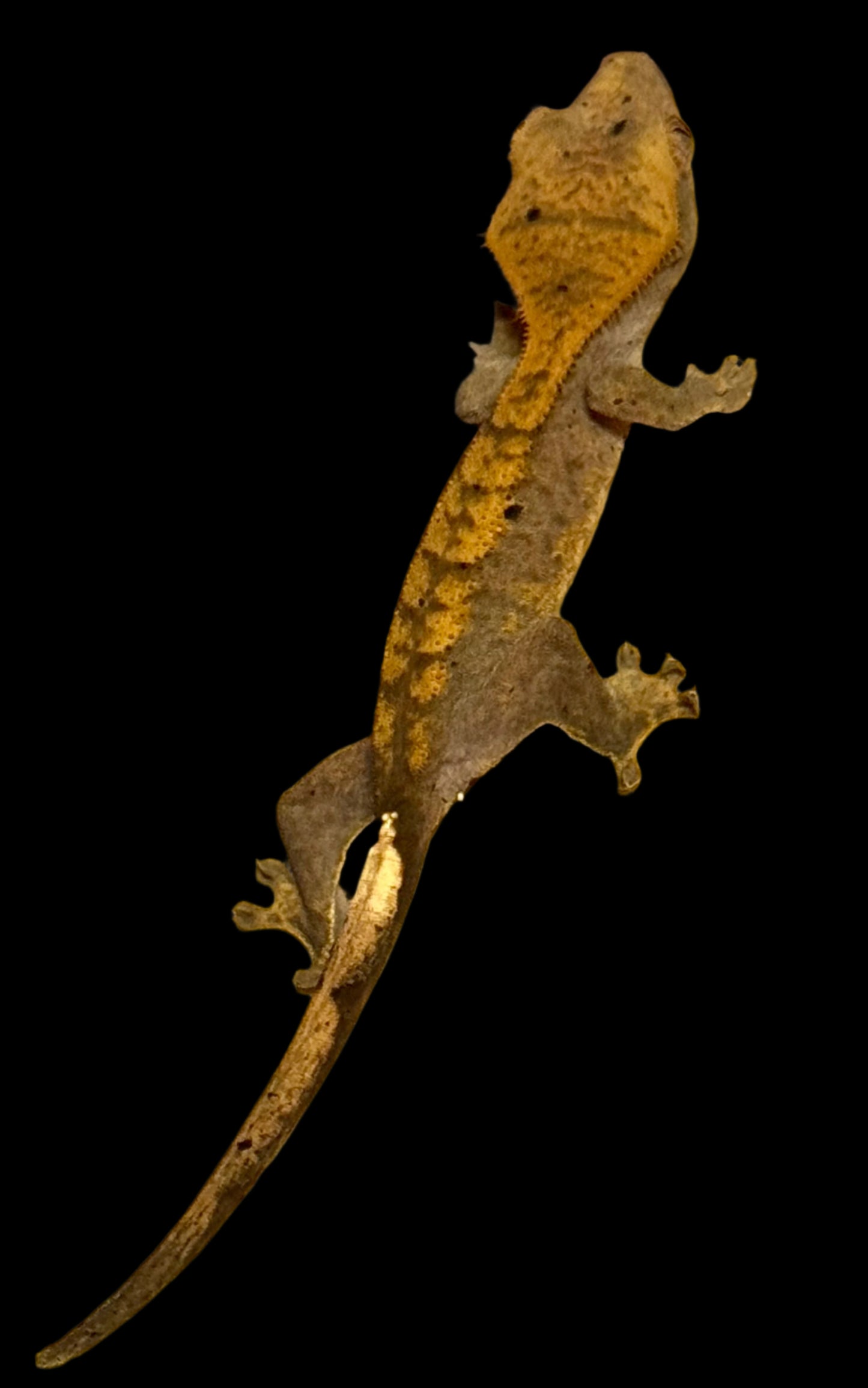 Halloween Dal Crested Gecko Female