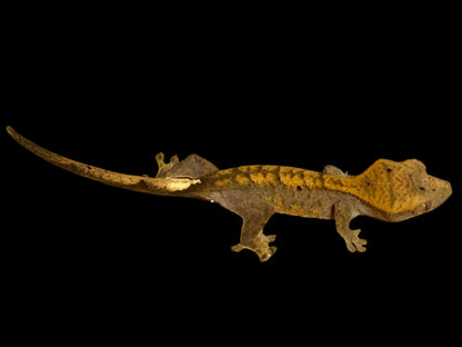 Halloween Dal Crested Gecko Female