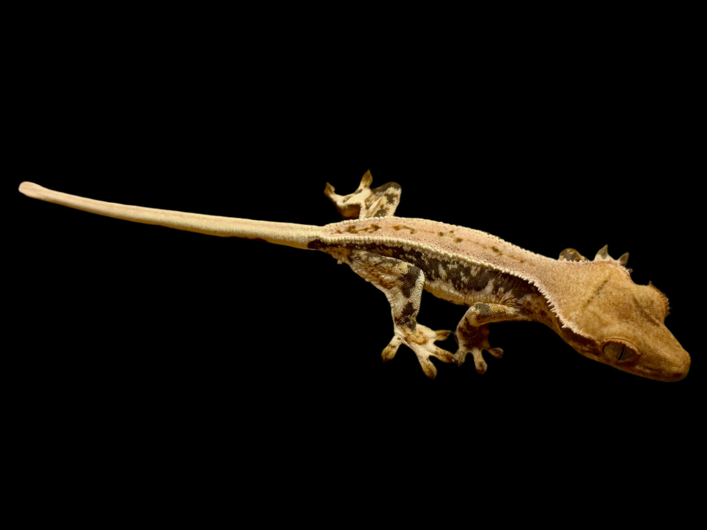 Pink Lily White Crested Gecko Male