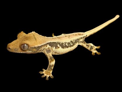 Pink Lily White Crested Gecko Male