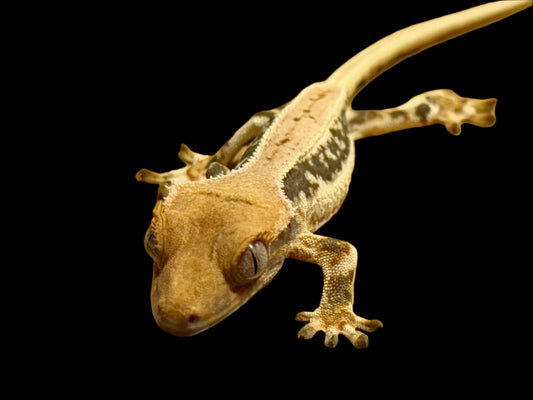 Pink Lily White Crested Gecko Male