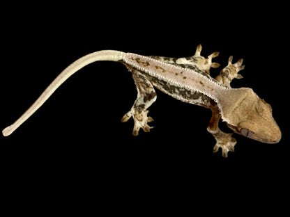 Pink Lily White Crested Gecko Male