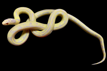 Banana Albino California Kingsnake Female