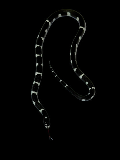 Mosaic King Snake Male