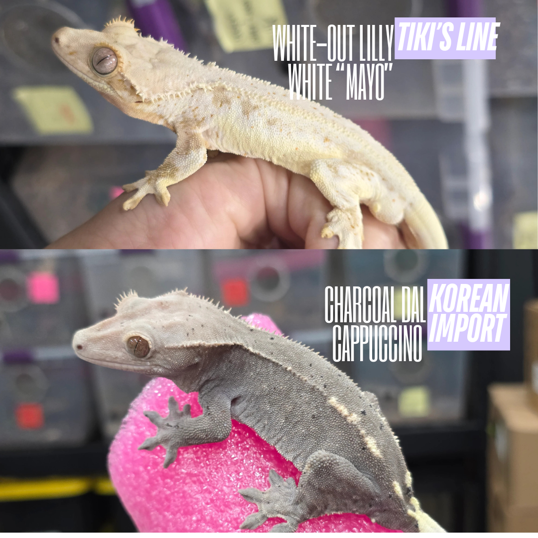 White-Out Frappuccino Baby