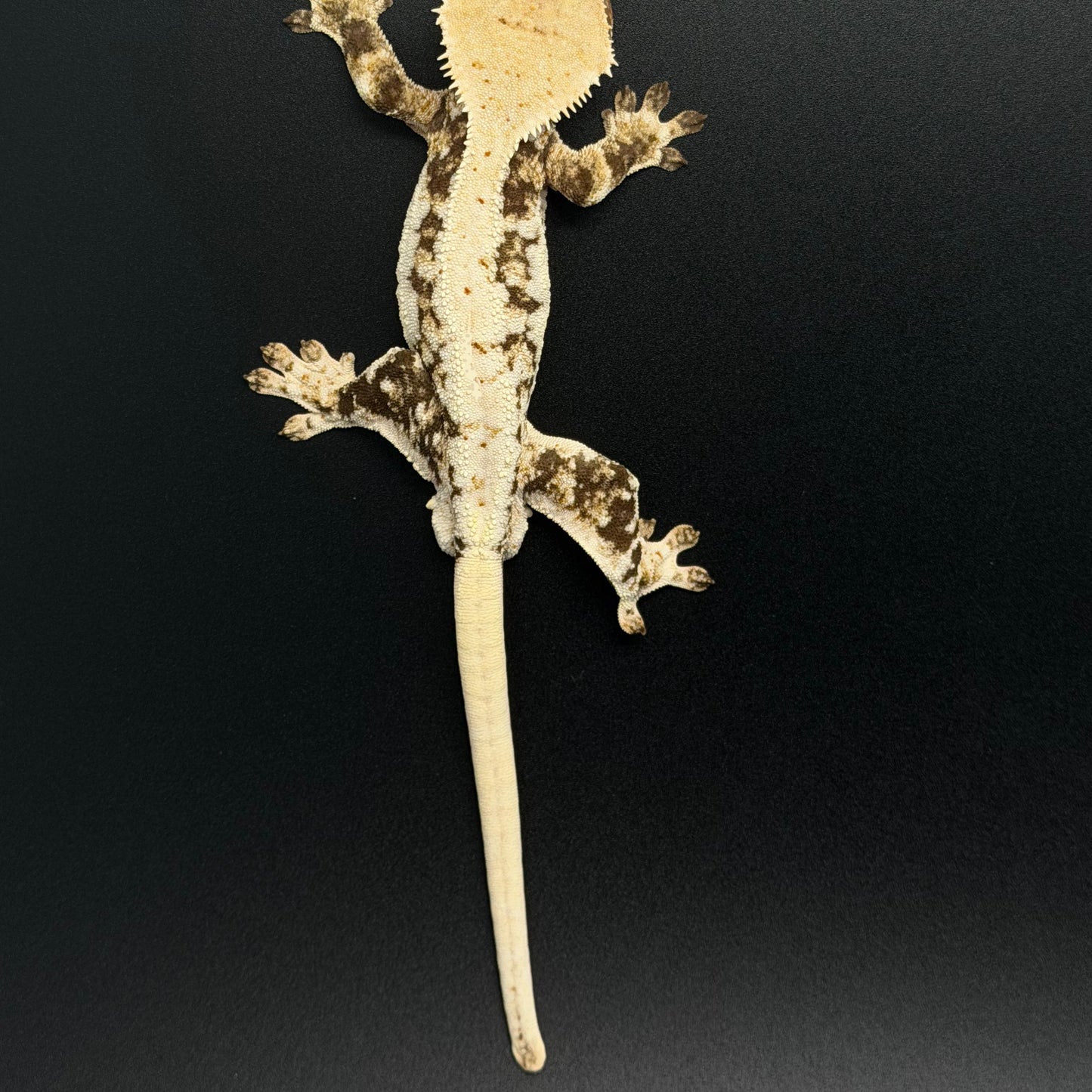 High Coverage Lilly White Male